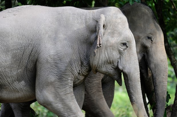 Genetic study in Cambodia provides clues to saving endangered elephants Genetic study in Cambodia provides clues to saving endangered elephants