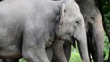 Genetic study in Cambodia provides clues to saving endangered elephants