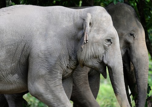 Genetic study in Cambodia provides clues to saving endangered elephants