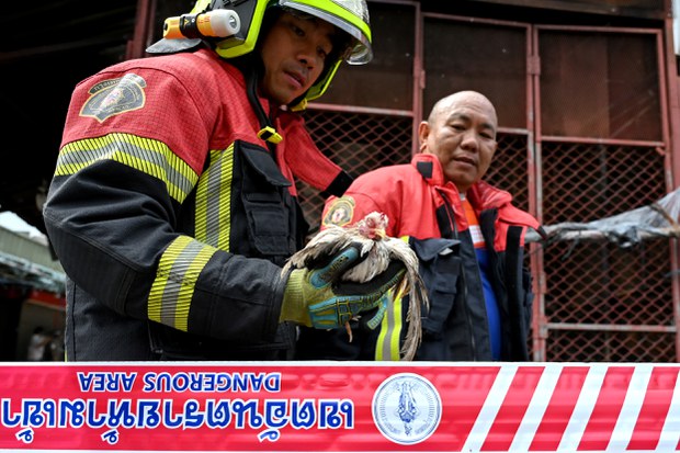 Fire at Bangkok’s Chatuchak market kills hundreds of animals Fire at Bangkok’s Chatuchak market kills hundreds of animals