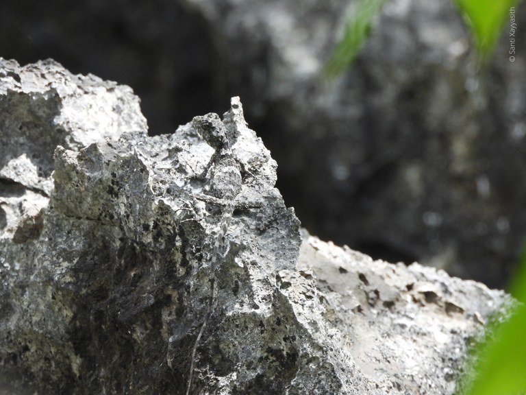 karst lizard.jpg karst lizard.jpg