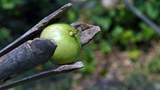 170712-TH-laos-620.jpeg
