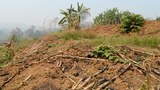 Report: Forest encroachment for maize cultivation increased in Lower Mekong
