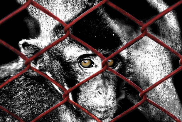The illicit monkey trade is booming in Cambodia – but the powerful are making too much money to want to stop it