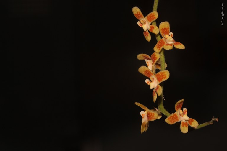 orchid.jpg orchid.jpg