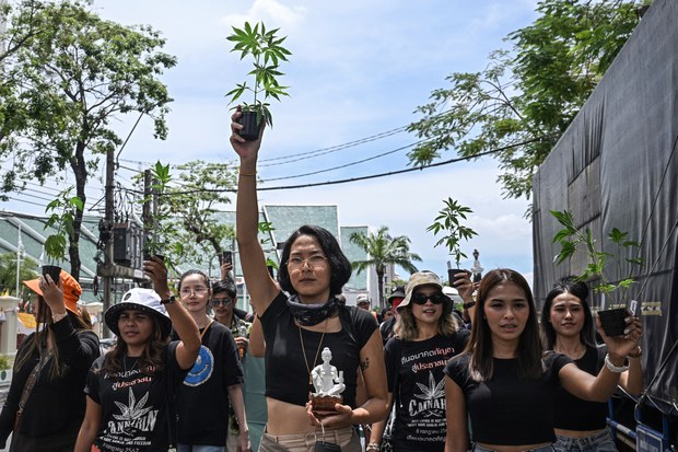 Thai govt decides against criminalizing cannabis, but govern use through legislation Thai govt decides against criminalizing cannabis, but govern use through legislation