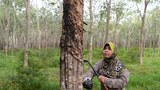 Rubber farms cause deforestation 3 times more than estimated: Study
