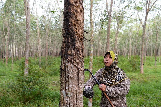 Rubber farms cause deforestation 3 times more than estimated: Study Rubber farms cause deforestation 3 times more than estimated: Study