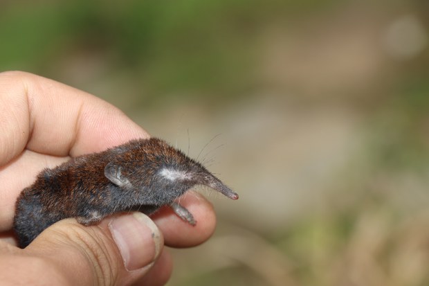 Mekong treasures: Tiny shrew mole, fanged furry hedgehog among new discoveries Mekong treasures: Tiny shrew mole, fanged furry hedgehog among new discoveries
