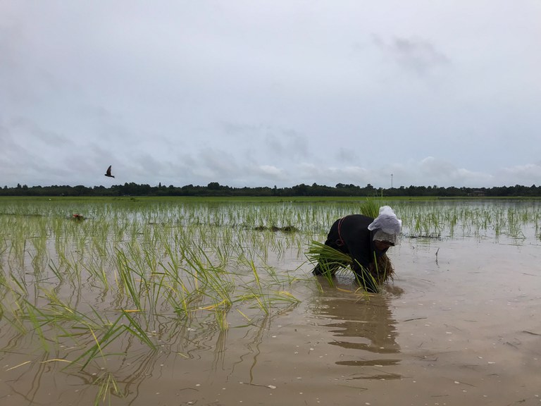 TH-deepsouth-rice-02.jpg TH-deepsouth-rice-02.jpg