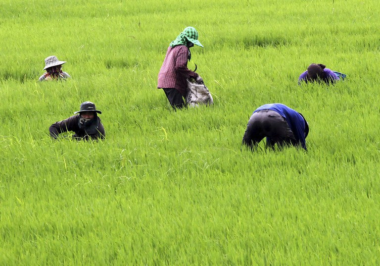 TH-farmers-debt-2.jpg TH-farmers-debt-2.jpg