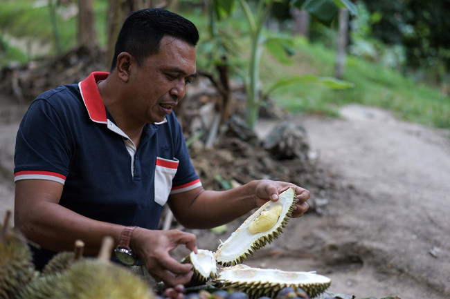 A local tourist peels durian while attending a durian festival in the Thai Deep South province of Yala, July 25, 2018. [Pimuk Rakkanam/BenarNews]