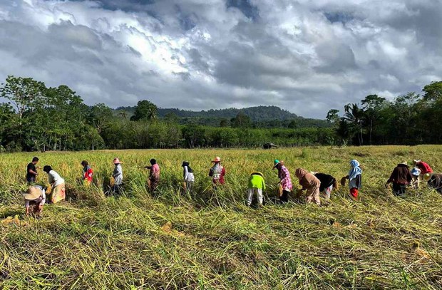 In Thailand’s Deep South, farmers fight to restore vanishing paddy fields In Thailand’s Deep South, farmers fight to restore vanishing paddy fields