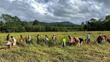 In Thailand’s Deep South, farmers fight to restore vanishing paddy fields