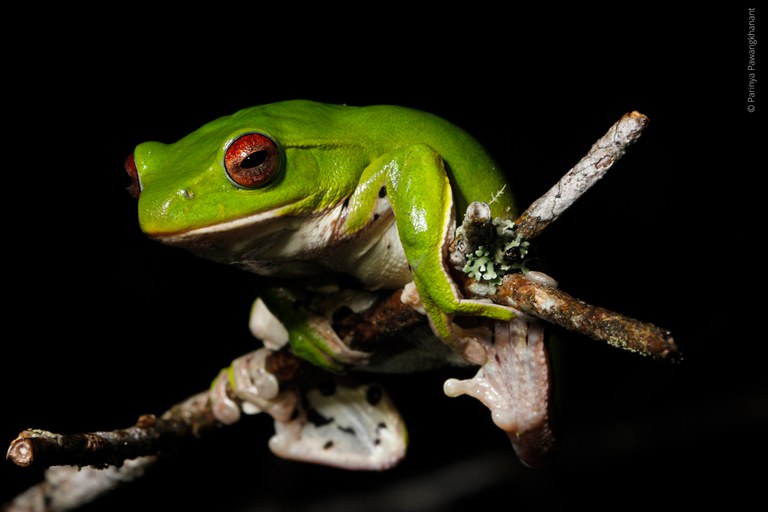 tree frog.jpg tree frog.jpg