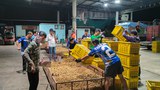 With Chinese merchants controlling export prices, Thailand’s longan industry faces uncertain future
