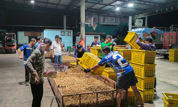 With Chinese merchants controlling export prices, Thailand’s longan industry faces uncertain future With Chinese merchants controlling export prices, Thailand’s longan industry faces uncertain future