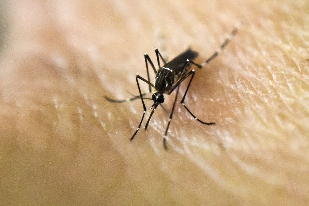 160202-TH-zika-620 160202-TH-zika-620