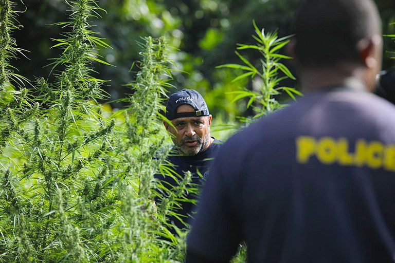 PIC-marijuana-2.jpg PIC-marijuana-2.jpg