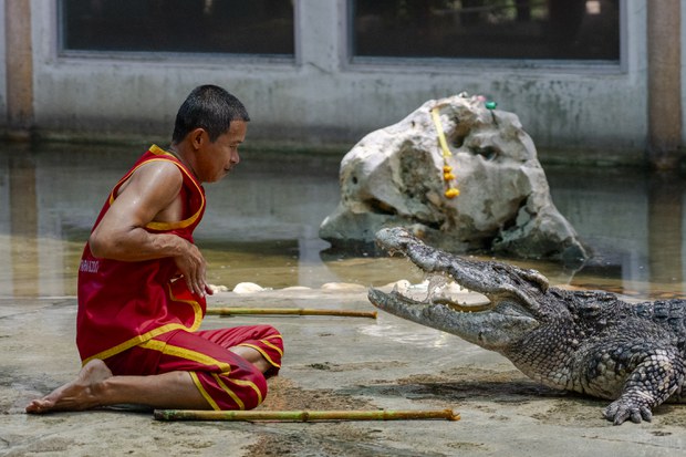 26 TH-croc-01.JPG