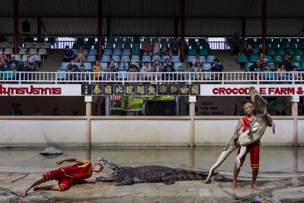 26 TH-croc-02.JPG
