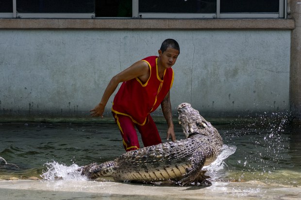 26 TH-croc-06.JPG