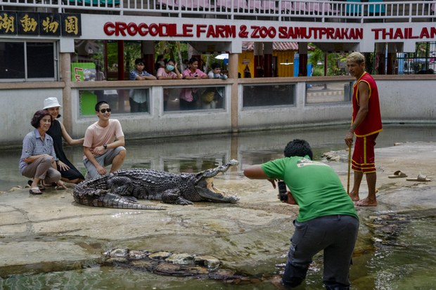 26 TH-croc-08.JPG