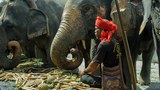 A family of elephant caretakers in Thailand fear for their future