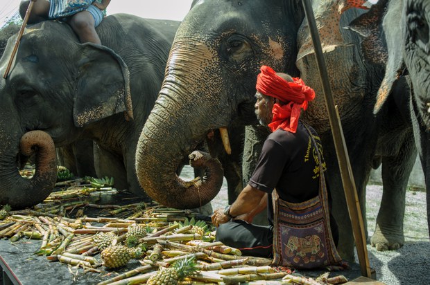 03 TH-elephant1.jpg