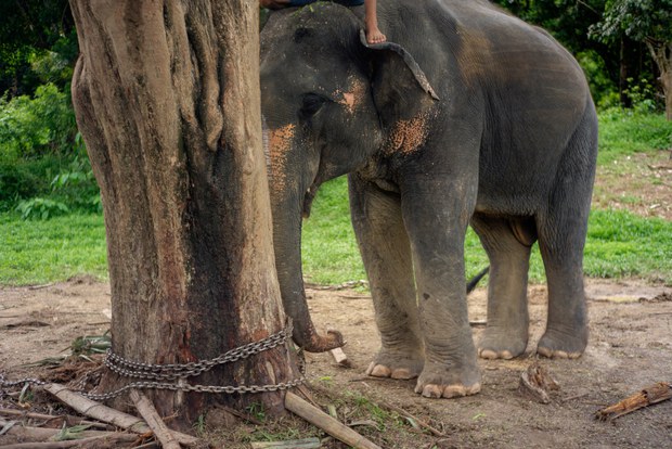 03 TH-elephant10.jpg