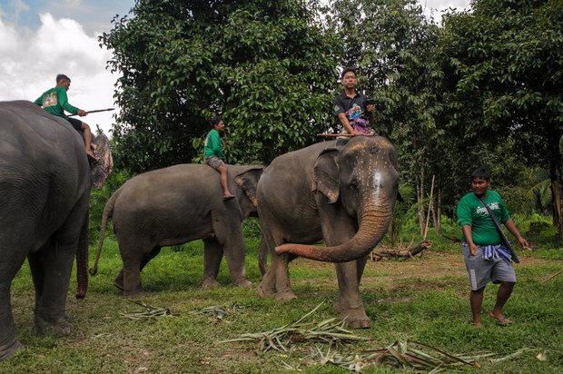 03 TH-elephant11.jpg