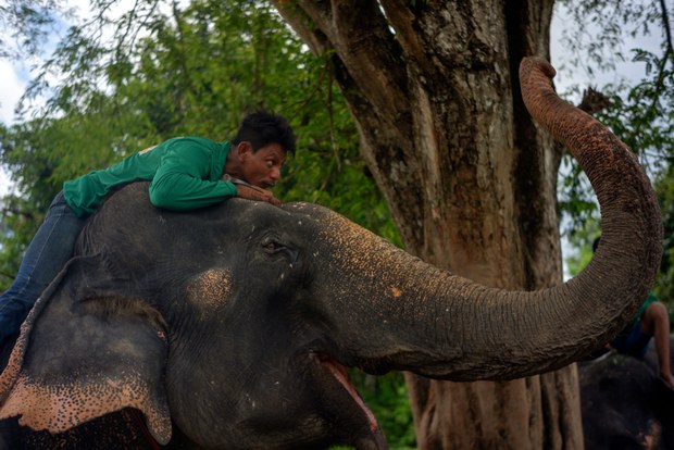 03 TH-elephant12.jpg