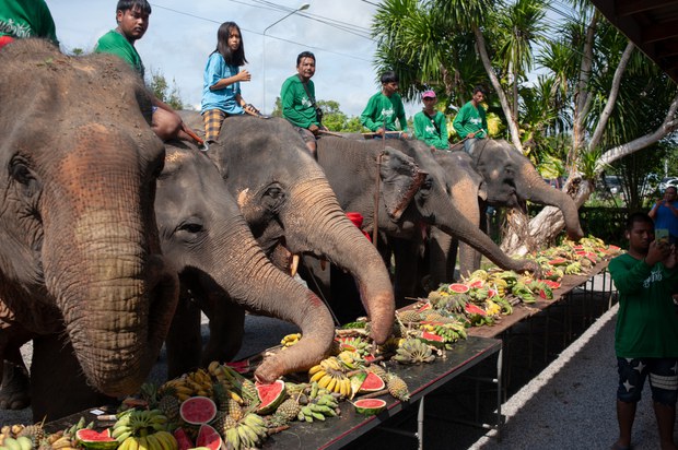 03 TH-elephant2.jpg