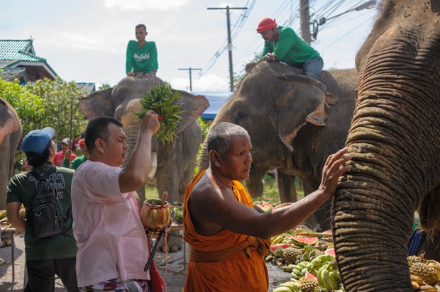 03 TH-elephant4.jpg