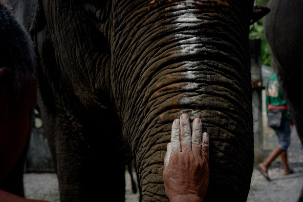 03 TH-elephant5.jpg