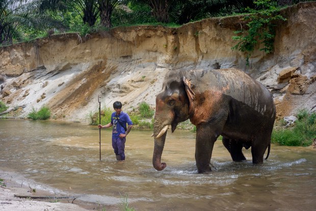 03 TH-elephant7.jpg