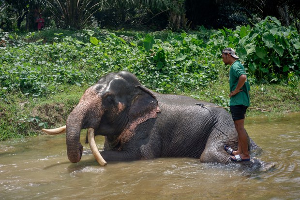 03 TH-elephant8.jpg