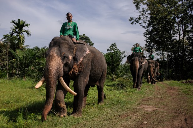 03 TH-elephant9.jpg