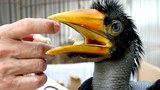 babyhornbill1-1000.jpg