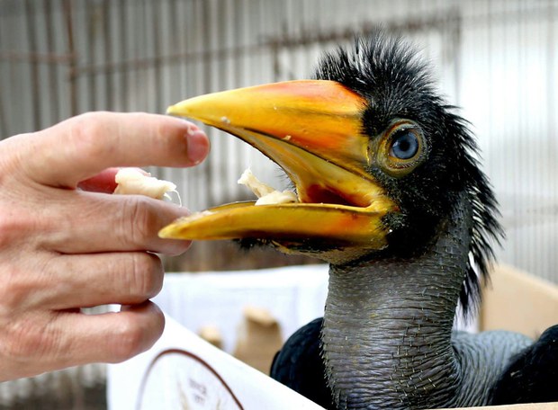 babyhornbill1-1000.jpg