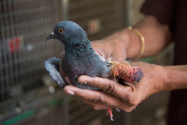 kite-birds-1.jpg
