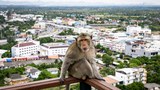 Macaques run amok in Thai town