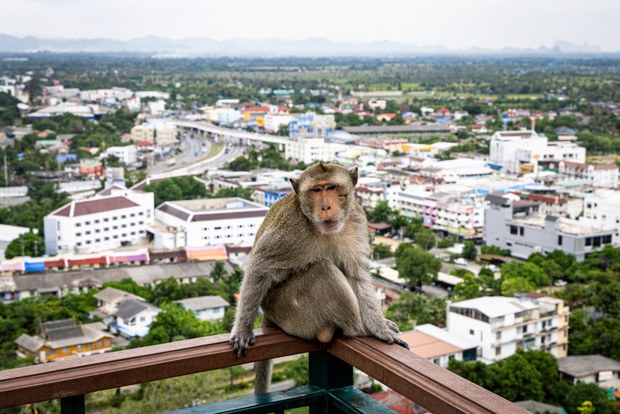 28 TH-macaques1.jpg
