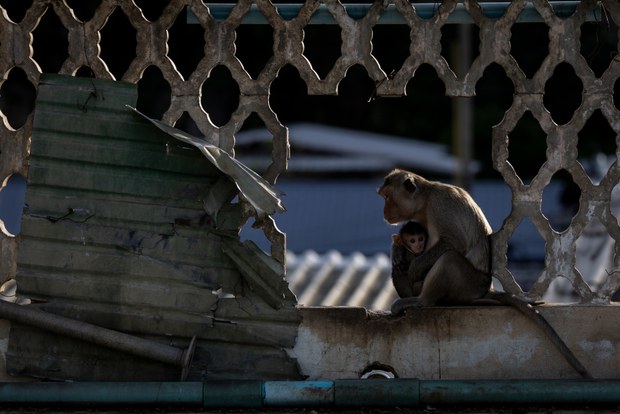 28 TH-macaques10a.jpg