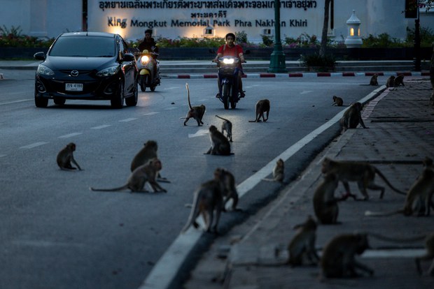 28 TH-macaques2a.jpg