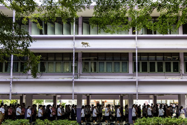 28 TH-macaques3a.jpg