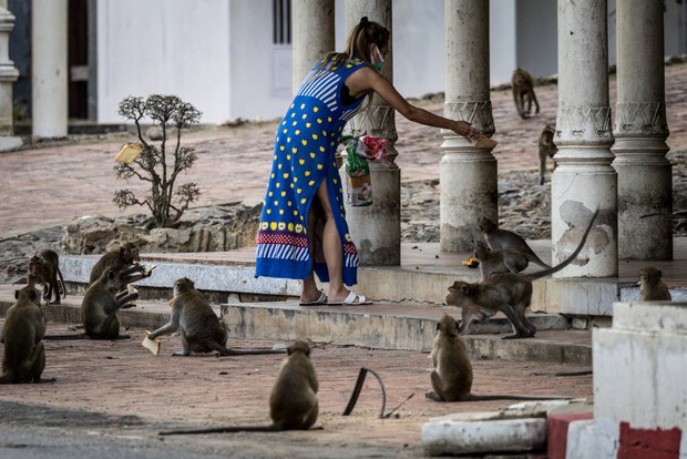 28 TH-macaques4a.jpg
