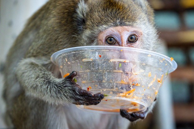 28 TH-macaques5a.jpg