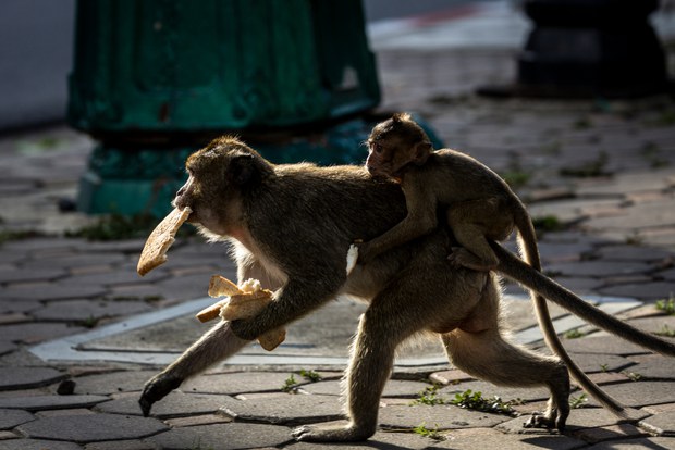 28 TH-macaques6a.jpg