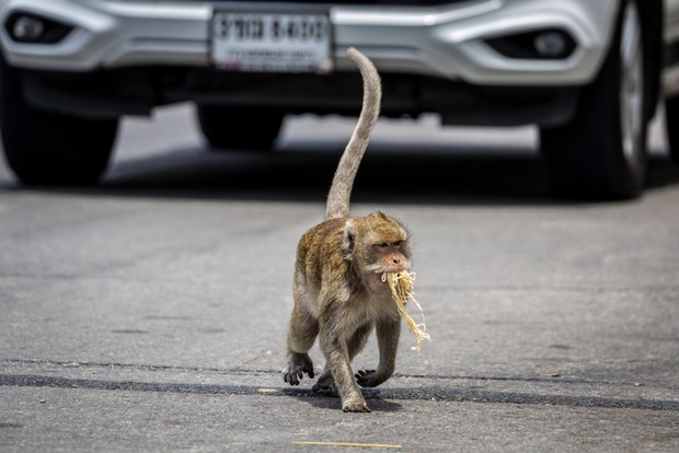 28 TH-macaques7a.jpg